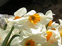 Narcisse (2) (Photo F. Mrugala)